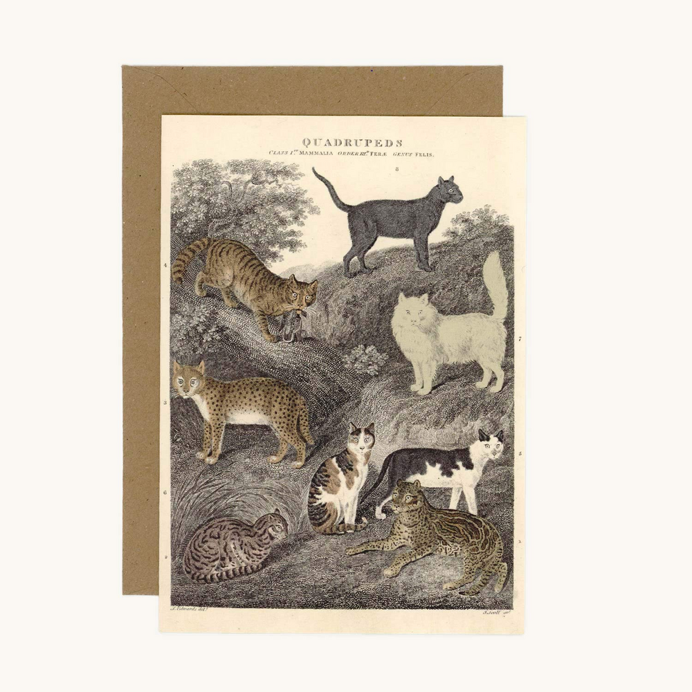 Cats Greeting Card